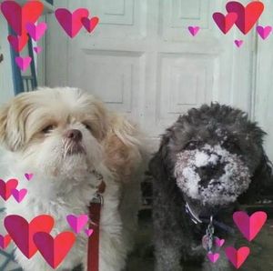 Meet your Posher, Carole